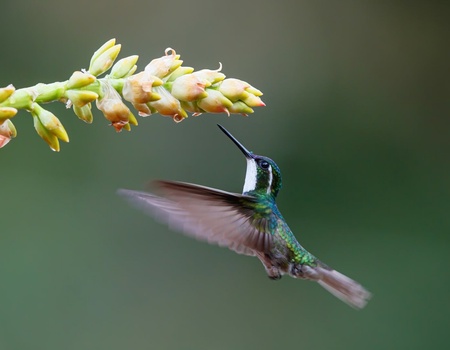 Sur la route du Costa Rica : Manuel Antonio et San Gerardo de Dota - 10J/8N - 3