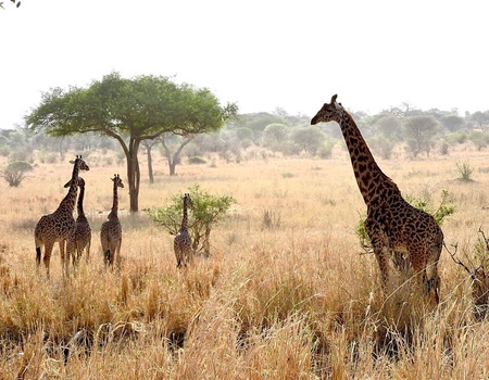 Safari Privatif - Aventure Tanzanienne