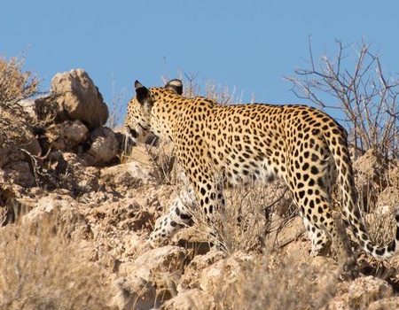 Circuit Merveilles de Namibie 14J/11N - 2