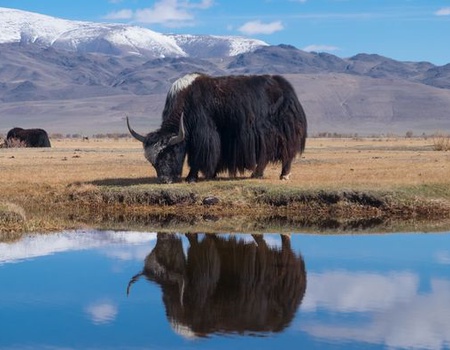 Circuit Immersion en Mongolie - Festival du Feutre et Yak - 10J/7N - 2