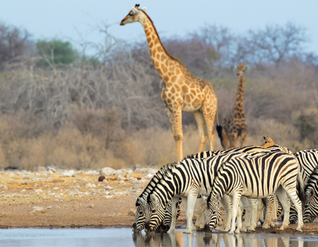 Circuit Du Désert du Namib aux Chutes Victoria - 5