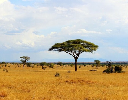 Safari 3 nuits Tsavo East, Amboseli & Séjour au Kappa Club Crystal Bay Resort 4*sup nl - 3