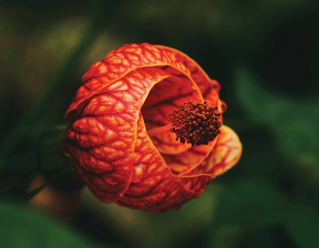 Circuit Costa Rica, terre d'émeraude et de saphir - 2