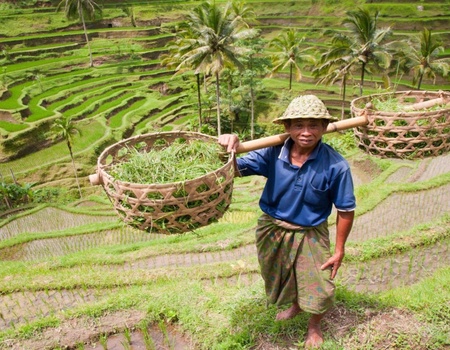 Immersion à Bali - Asie, Indonésie, Bali - Image 1
