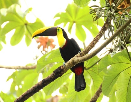 Les Trésors du Costa Rica + Ext Manuel Antonio 2026 - Image 4