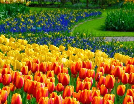 Découvrez Haarlem et les célèbres champs de tulipes de Keukenhof - 3* - 1