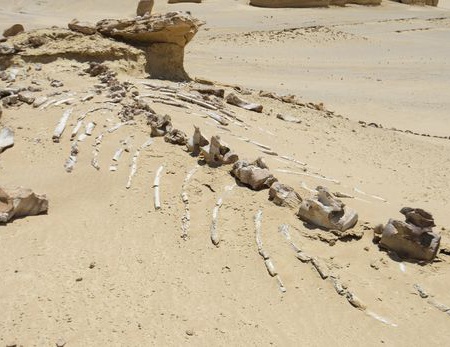 Combiné Le Caire & Oasis de Fayoum 3* 6J/5N - 2027 (Flex) - Le Caire, Egypte - Image 5