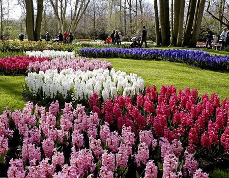 Alliez confort et luxe lors de votre visite au Keukenhof - 5* - 1