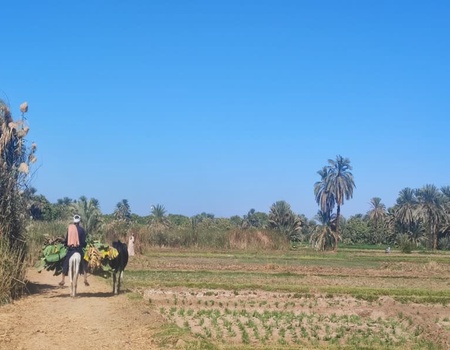 Croisière privative sur le Nil de 4 nuits et 3 nuits à Luxor - 4