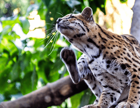 Circuit Au Coeur du Pays Inca & extension Amazonie - 4