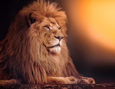 Circuit privé Au pays du Roi Lion - 1