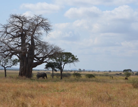Safari Privatif - Aventure Tanzanienne - 3
