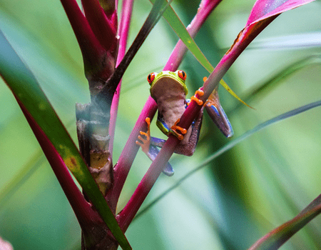 Circuit Le Costa Rica en Liberté, entre Faune Sauvage et Mangroves - 5