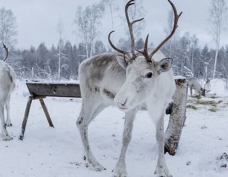 Hôtel Pite Havsbad - Echappée en Laponie Suédoise 5J/4N - 2
