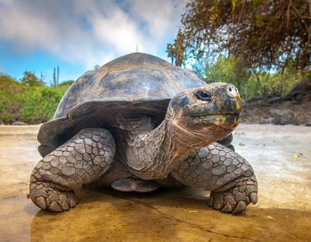 Circuit Découverte de l'Equateur et des Galapagos 16J/14N