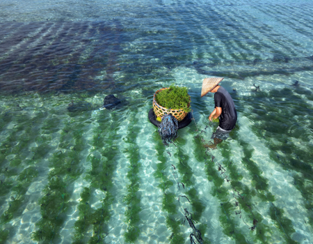Combiné Des Rizières de l'île des Dieux aux eaux turquoise de Nusa Lembongan 4* - 1