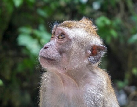 Circuit Ame Authentique De La Malaisie Et Séjour Balnéaire en Thaïlande Au Kappa Club Avani+ Koh Lanta Krabi Resort 5* - 1