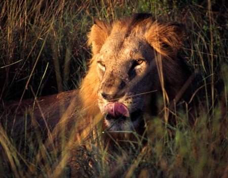 Safari Tsavo East/West et Séjour au Kappa Club AHG Lion Beach Resort 4*nl - 1