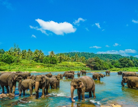 Circuit Sri Lanka Ile émeraude - 2