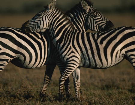 Circuit Sur les traces de la grande migration : du Masai Mara au Serengeti - 4
