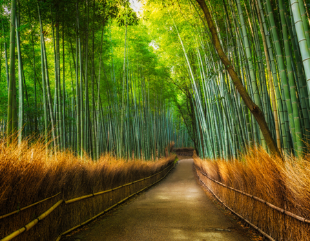 Circuit Japon d'Hier et d'Aujourd'hui, Kyoto et Tokyo en Liberté 3* - 1