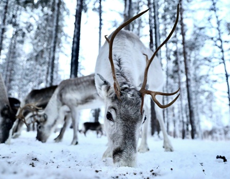 Séjour en Laponie à Oulu avec activités incluses - Laponie, Europe du Nord - Image 3