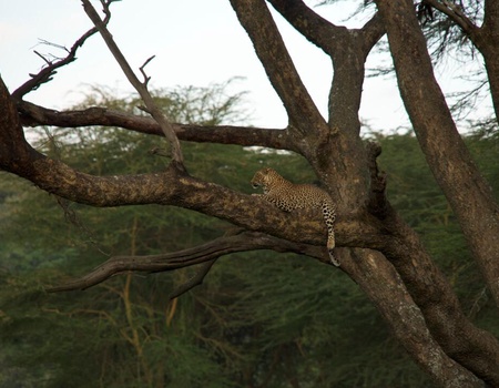 Safari Privatif - Evasion Sauvage en Tanzanie - 5