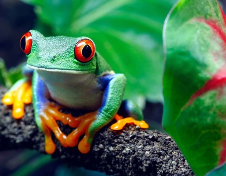 Autotour Richesses naturelles du Costa Rica - Extension Escapade à Tortuguero - 5