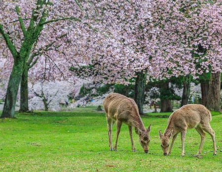 Immersion au Japon en transports locaux & Extension Tokyo 15J/12N - 2026 - 4