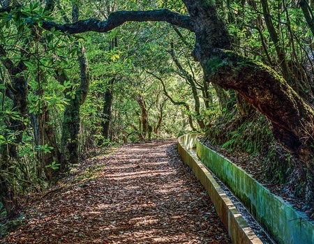 Circuit Echappée entre Terre et Mer à Madère depuis le Riu Madeira 4* - 2