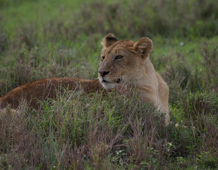 Safari Privatif - Aventure Tanzanienne - 5