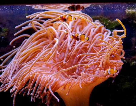 Escapade à Lyon et visite d'aquarium inoubliable - 3*