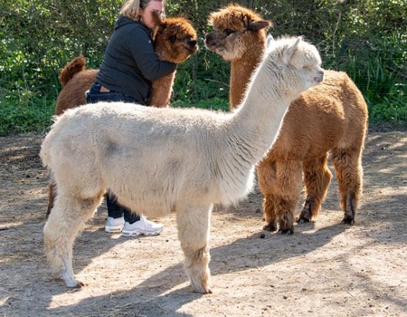 Camping Les Carolins, 3* - 4