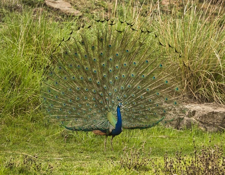 Circuit L'appel de la jungle : sur les traces du tigre du Bengale **** - 5