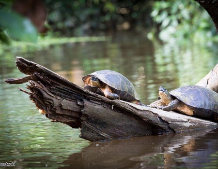 Circuit Costa Rica, où la nature prend vie sans balnéaire - 4