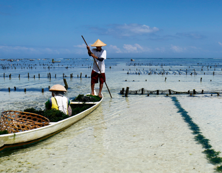 Combiné Des Rizières de l'île des Dieux aux eaux turquoise de Nusa Lembongan - 4