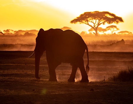 Combiné circuit et Hôtel Neptune Palm Beach Boutique Resort & Spa 4* avec 3 nuits Tsavo Est / Ouest et Amboseli ****