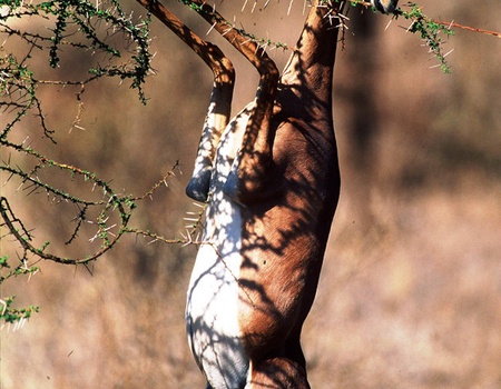 Safari 3 nuits Tsavo East, Amboseli & Séjour au Kappa Club Crystal Bay Resort 4*sup nl - 2