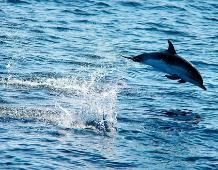 Circuit Echappée entre Terre et Mer à Madère depuis le Riu Madeira 4* - 3