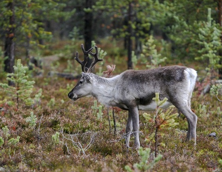 Circuit Aventure Nordique - 3