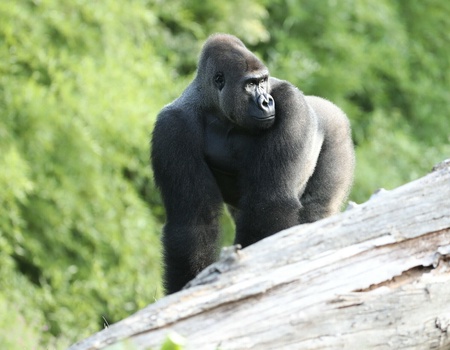 OFFRE EXCLUSIVE - ZooParc de Beauval - Hôtel Les Jardins de Beauval 3* - Parc Zoo de Beauval, Centre - Image 1