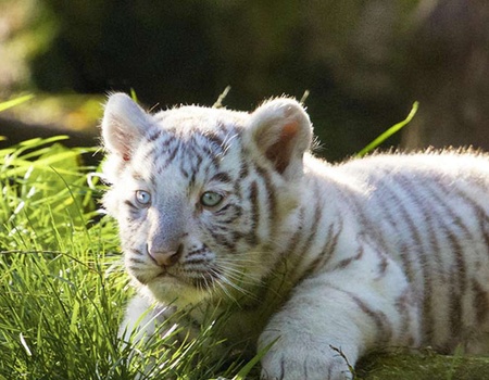 Partez à la découverte de Metz avec entrée au Zoo d'Amnéville - 3*