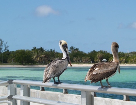 Découverte de la Floride & Key West - Miami, Etats-Unis - Image 2