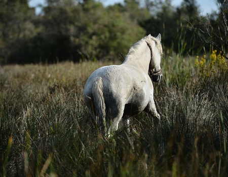 Séjour avec balade à cheval dans les paysages Camarguais - 3*