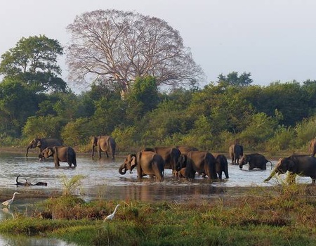 Circuit privé Ceylan en liberté - 5