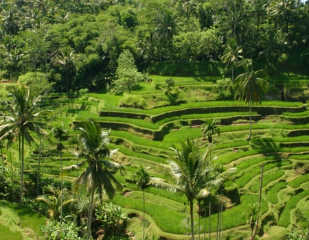 Circuit Tropicale Bali - Bali, Indonésie - Image 1