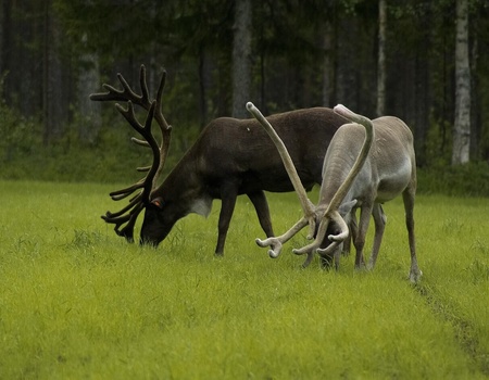 Circuit Aventure Nordique - 1