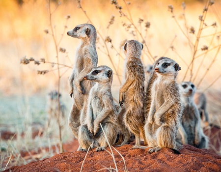 Circuit Visage de Namibie - 4