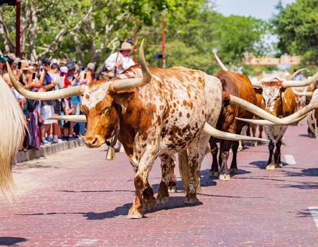 L'âme du Sud : du Far West aux bayous - 14J/12N - 3