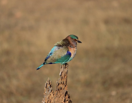 Circuit L'appel de la jungle : sur les traces du tigre du Bengale **** - 4